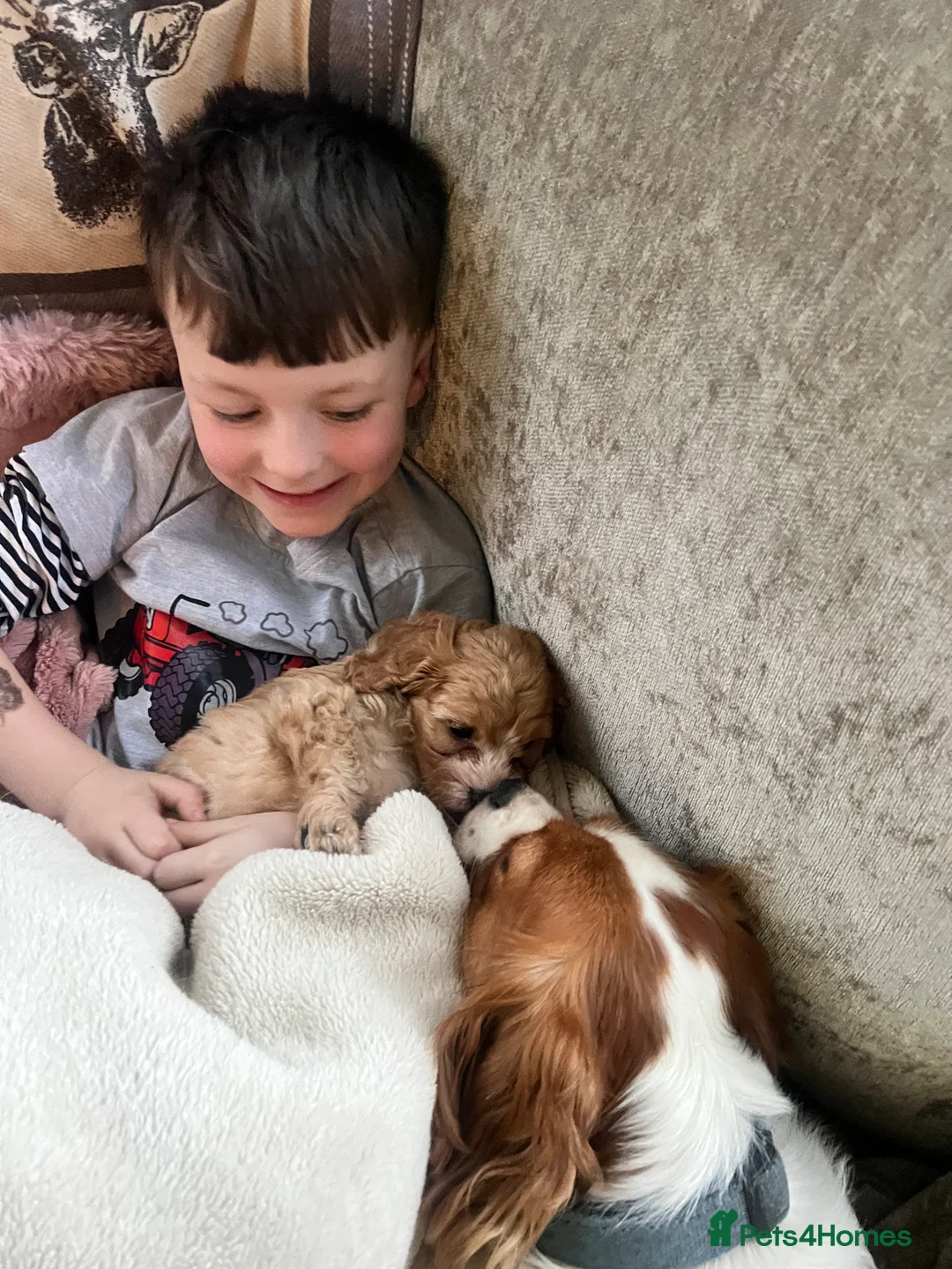 Cavapoo dogs for sale: One Gorgeous Apricot Cavapoo Boy  - Advert 7
