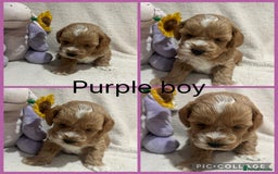 Maltipoo dogs for sale: Gorgeous Malshipoo - Image 1