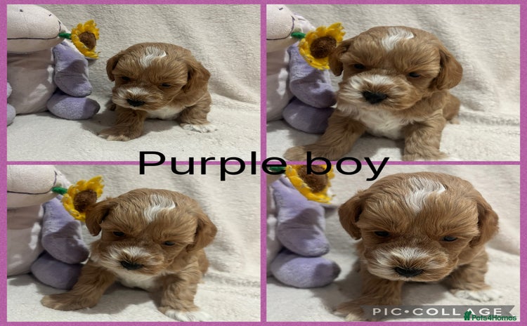 Maltipoo dogs - Advert 1