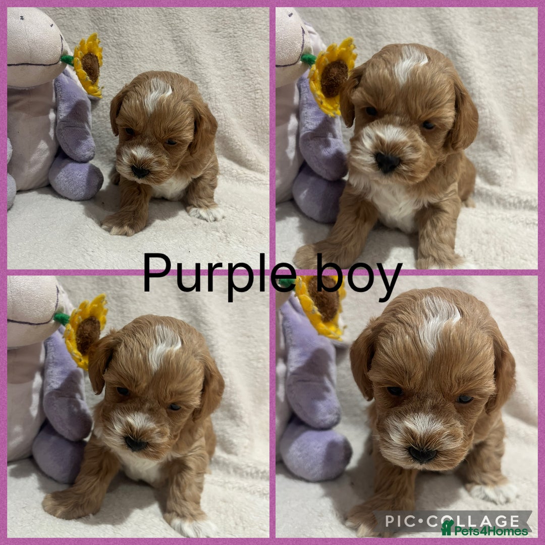 Maltipoo dogs for sale: Gorgeous Malshipoo - Image 1