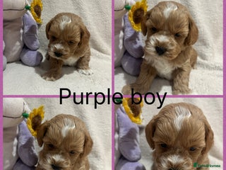 Maltipoo dogs - Advert 6