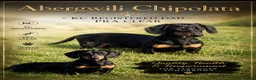 Miniature Dachshund dogs for sale: Scrumptious Black & Tan miniature Dachshund Pupps - Advert 4