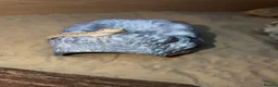 Bearded Dragon reptiles for sale: Bearded dragon + set up for rehoming 🩵 - Advert 2