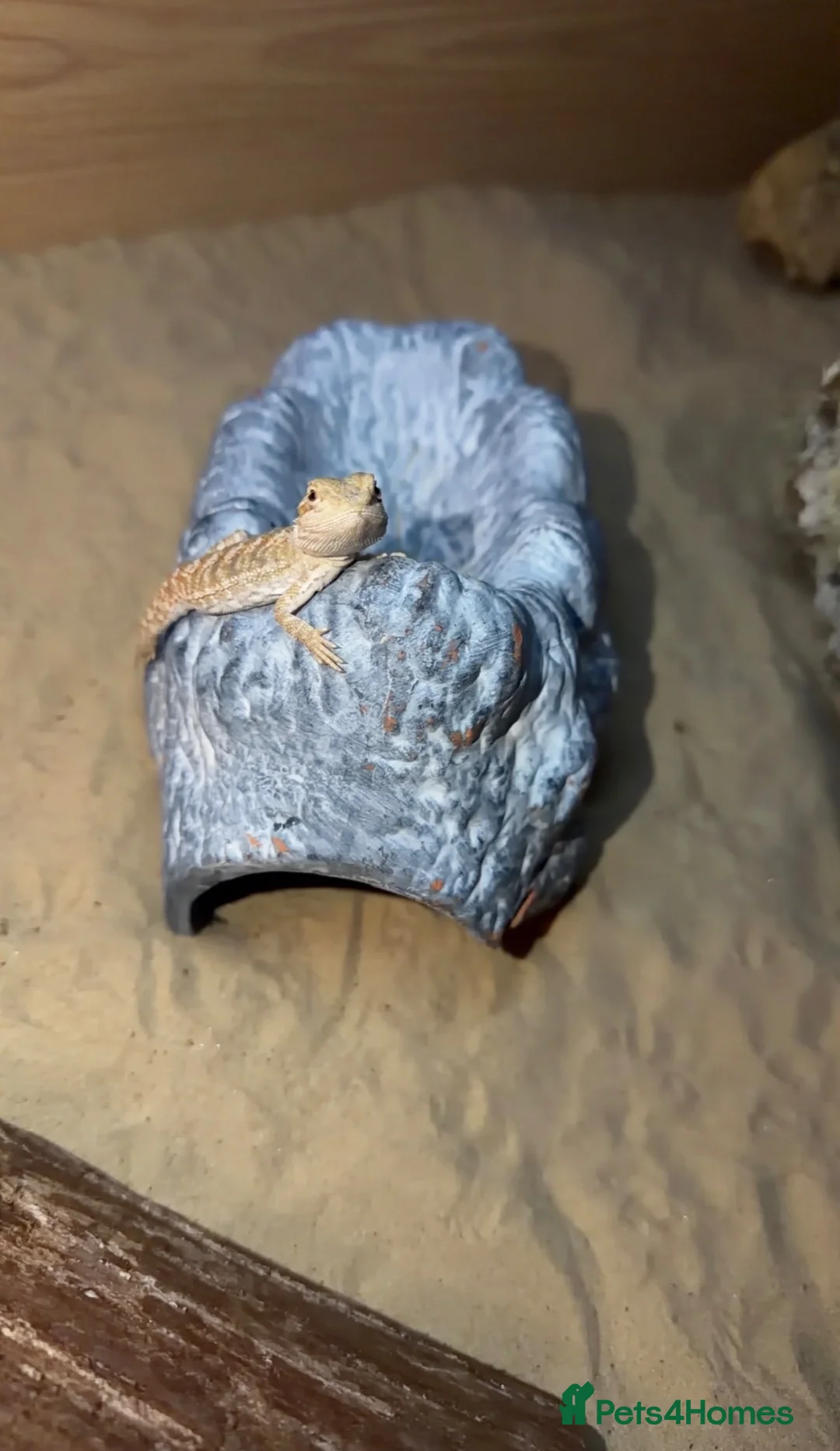 Bearded Dragon reptiles for sale: Bearded dragon + set up for rehoming 🩵 - Advert 2