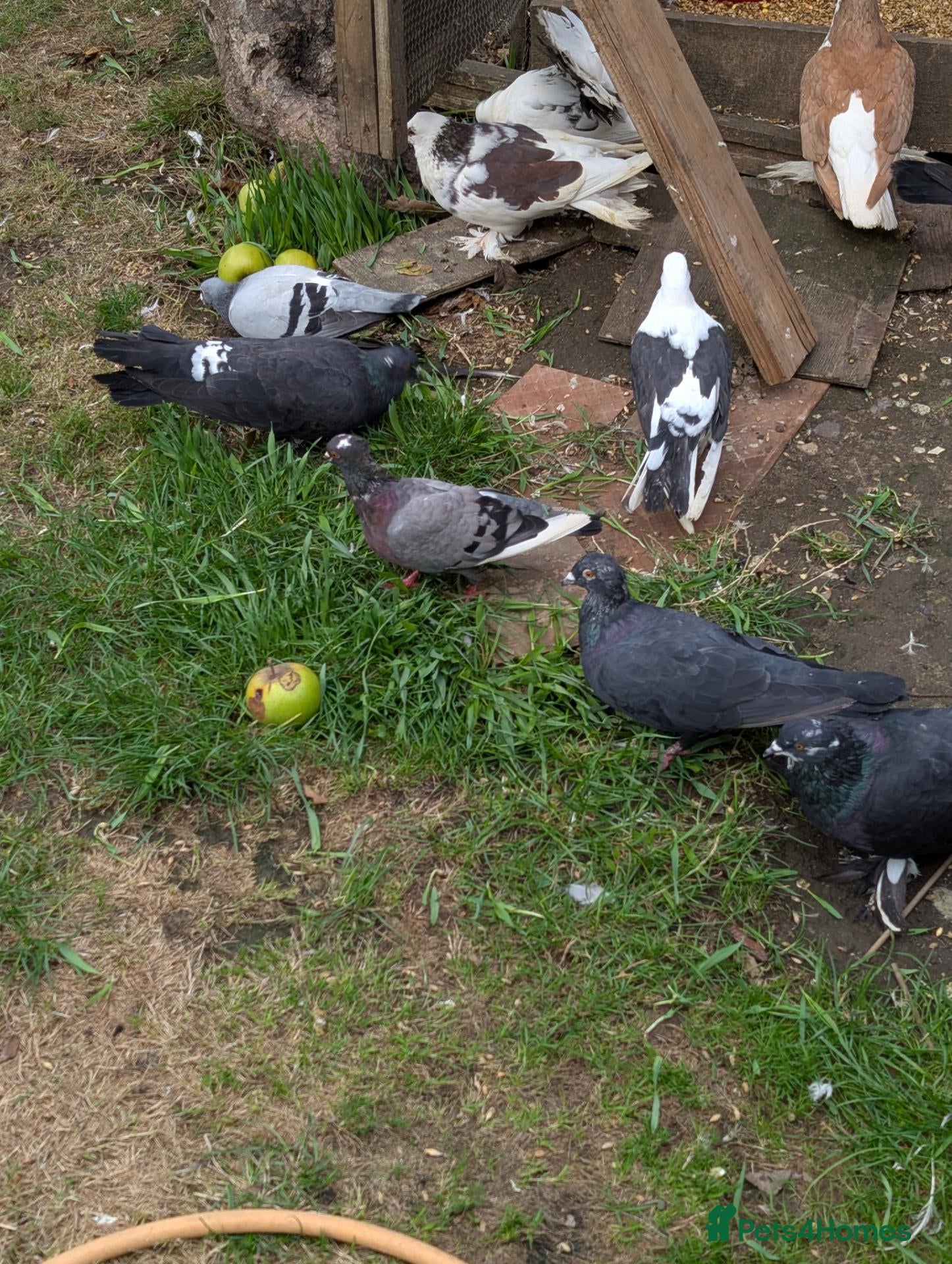 Pigeons birds Pigeons Mixed Variety  - Advert 2