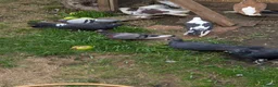 Pigeons birds for sale: Pigeons Mixed Variety  in Ashford - Advert 2