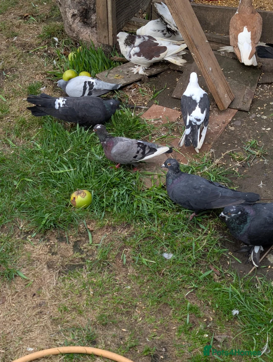 Pigeons birds for sale: Pigeons Mixed Variety  in Ashford - Advert 2