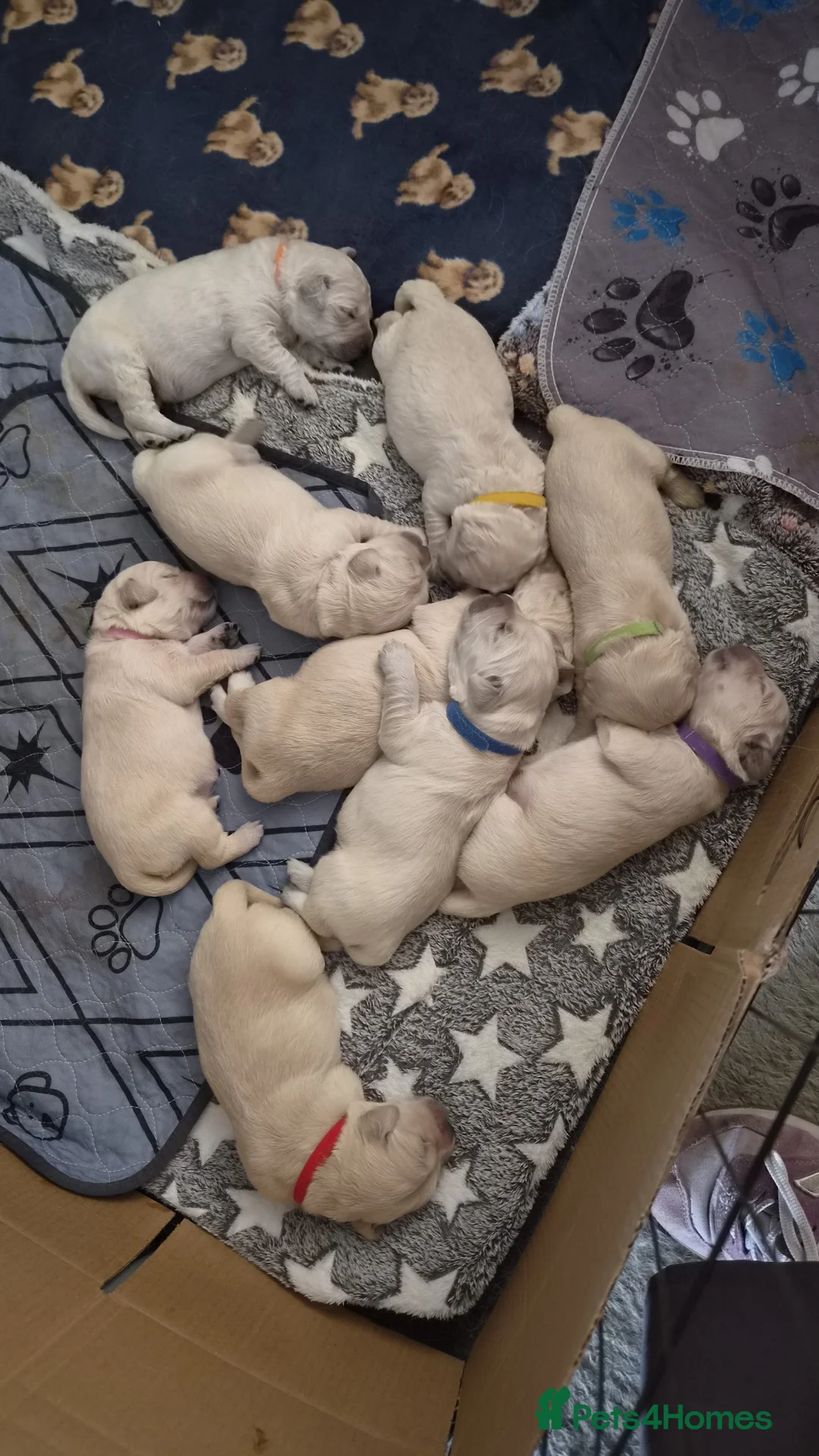 Golden Retriever dogs for sale: Beautiful Golden Retriever Puppies - Advert 11