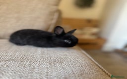 Rex rabbits for sale: Beautiful Rex x Lop Rabbits  - Image 7