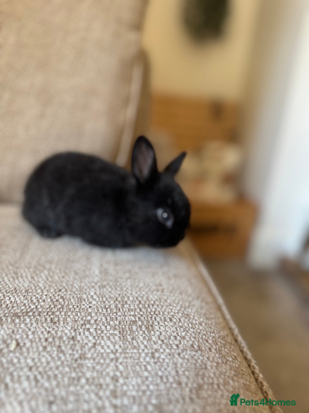 Rex rabbits for sale: Beautiful Rex x Lop Rabbits  - Image 7