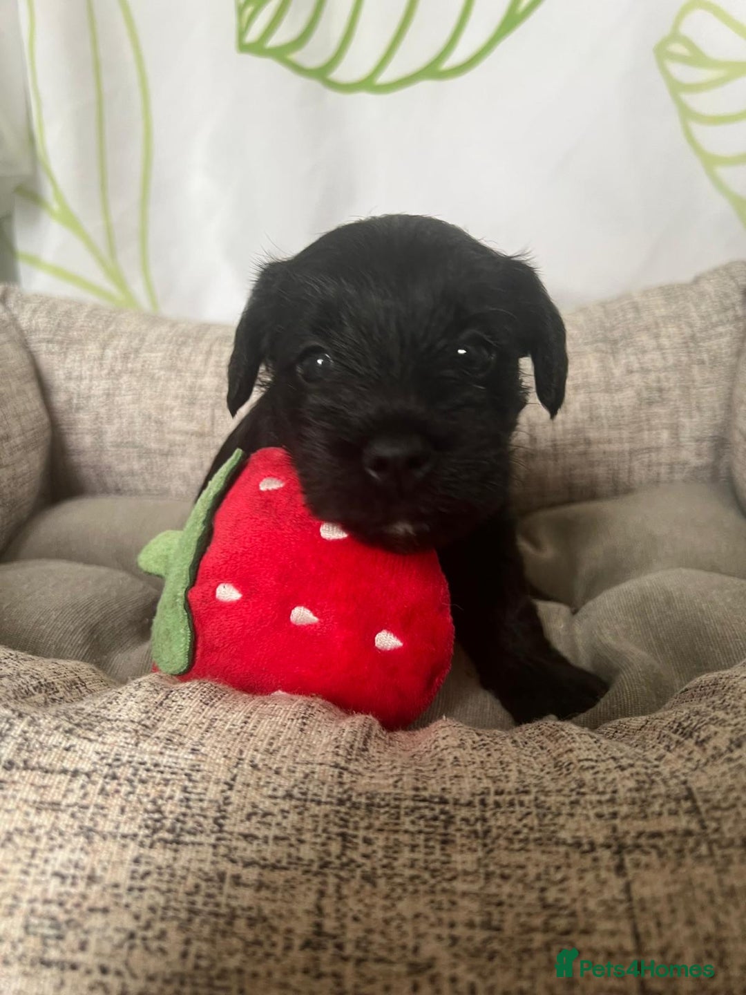 Miniature Schnauzer dogs for sale: Miniature Schnauzer Puppies - Image 22