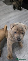 Mixed Breed dogs Chaffy puppies Chow x Staffy - Advert 11