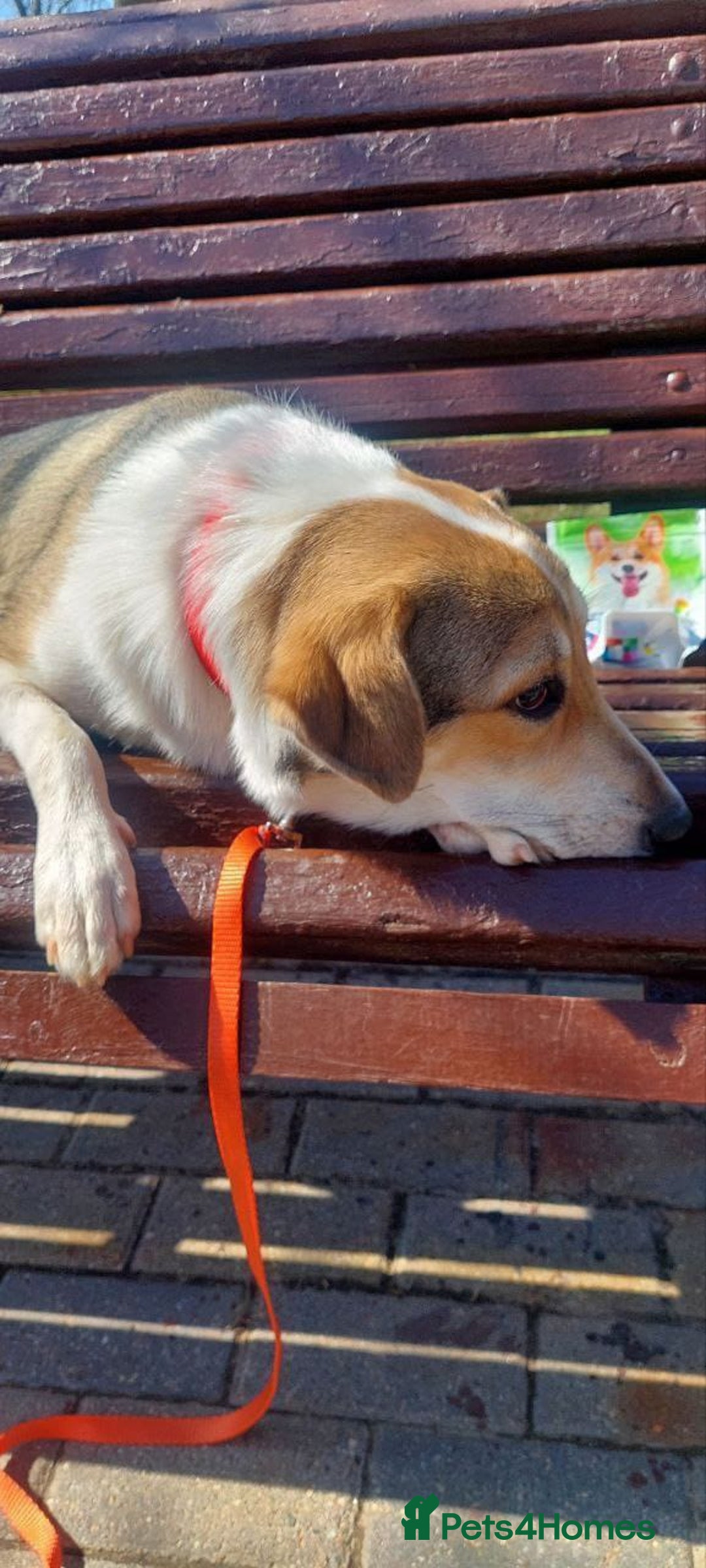 Mixed Breed dogs for adoption: 💖🐶 NINA 🐶💖 - Image 17