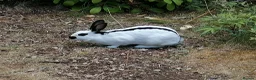 English Spot rabbits for sale: Female white and black spot rabbits  in Huddersfield - Advert 3