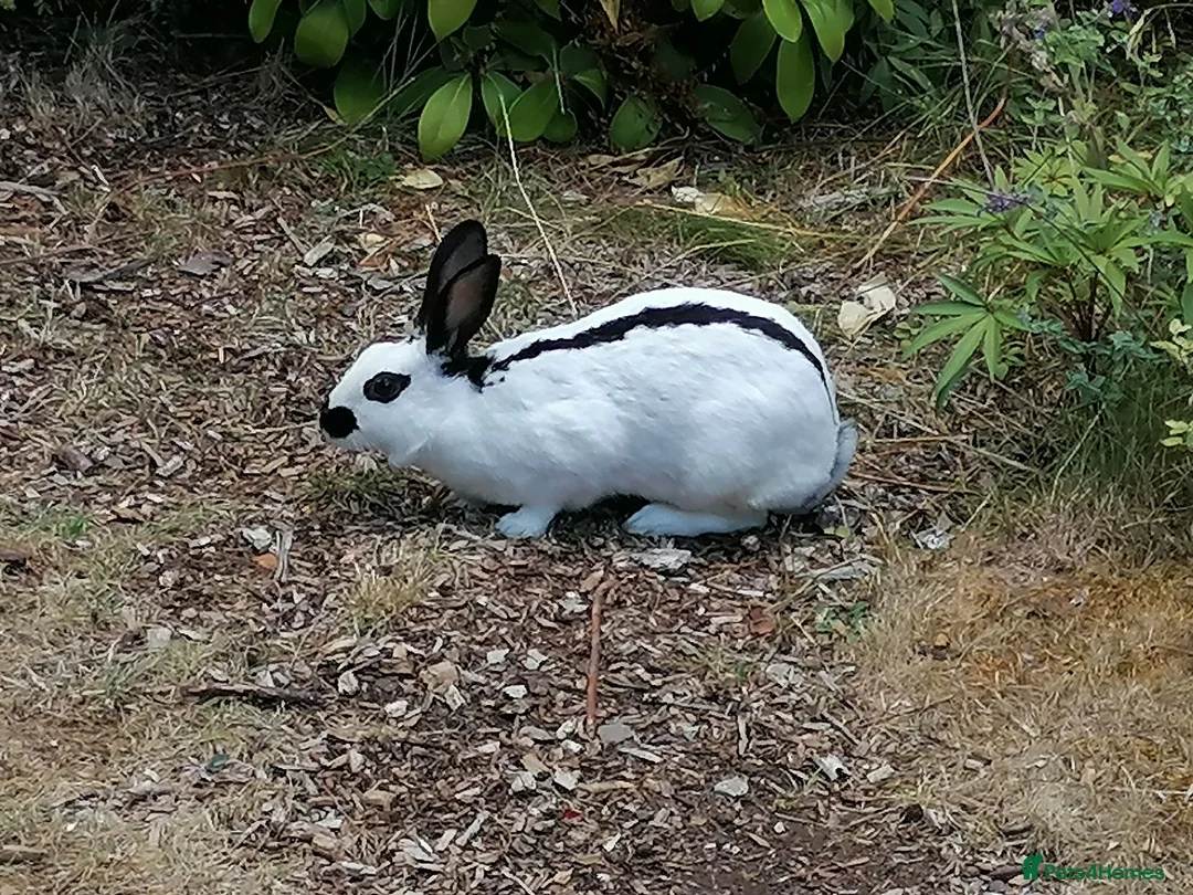 English Spot rabbits for sale: Female white and black spot rabbits  in Huddersfield - Advert 3