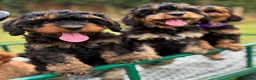 Cavapoo dogs for sale: Black and Tan Cavapoos - Advert 7