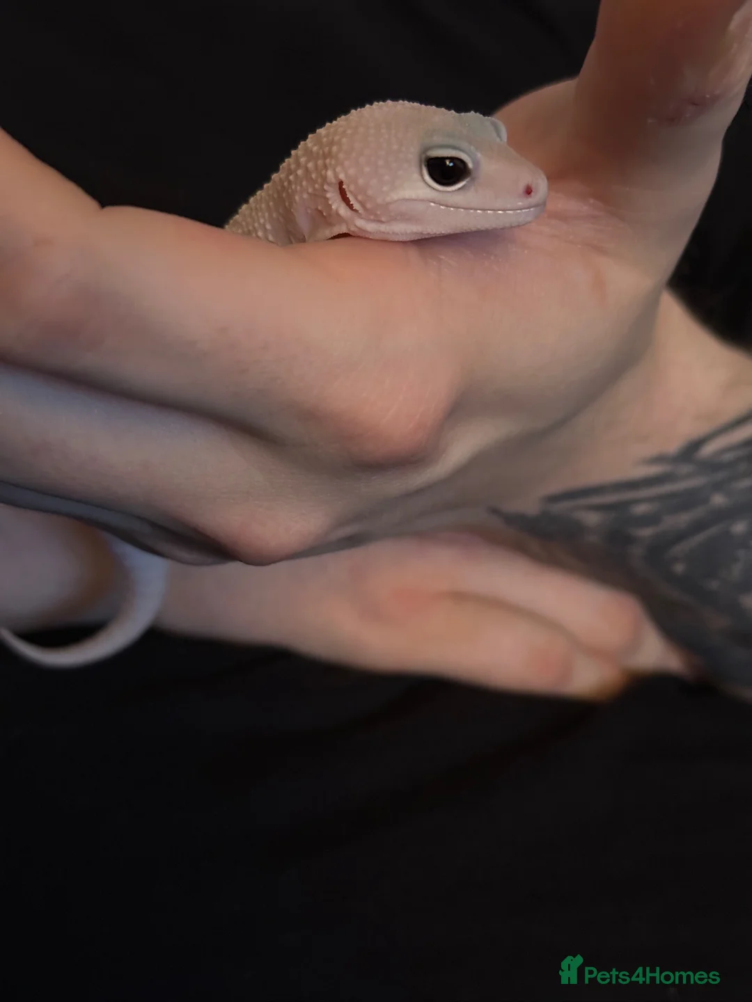 Leopard Gecko reptiles for sale: Leopard gecko looking for loving home. - Advert 4