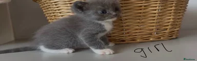 Solid Blue Mitted Girl 1