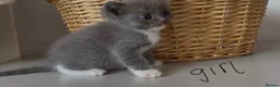 Ragdoll cats for sale: Ragdoll x BSH Ready 12th August in North Shields - Advert 4