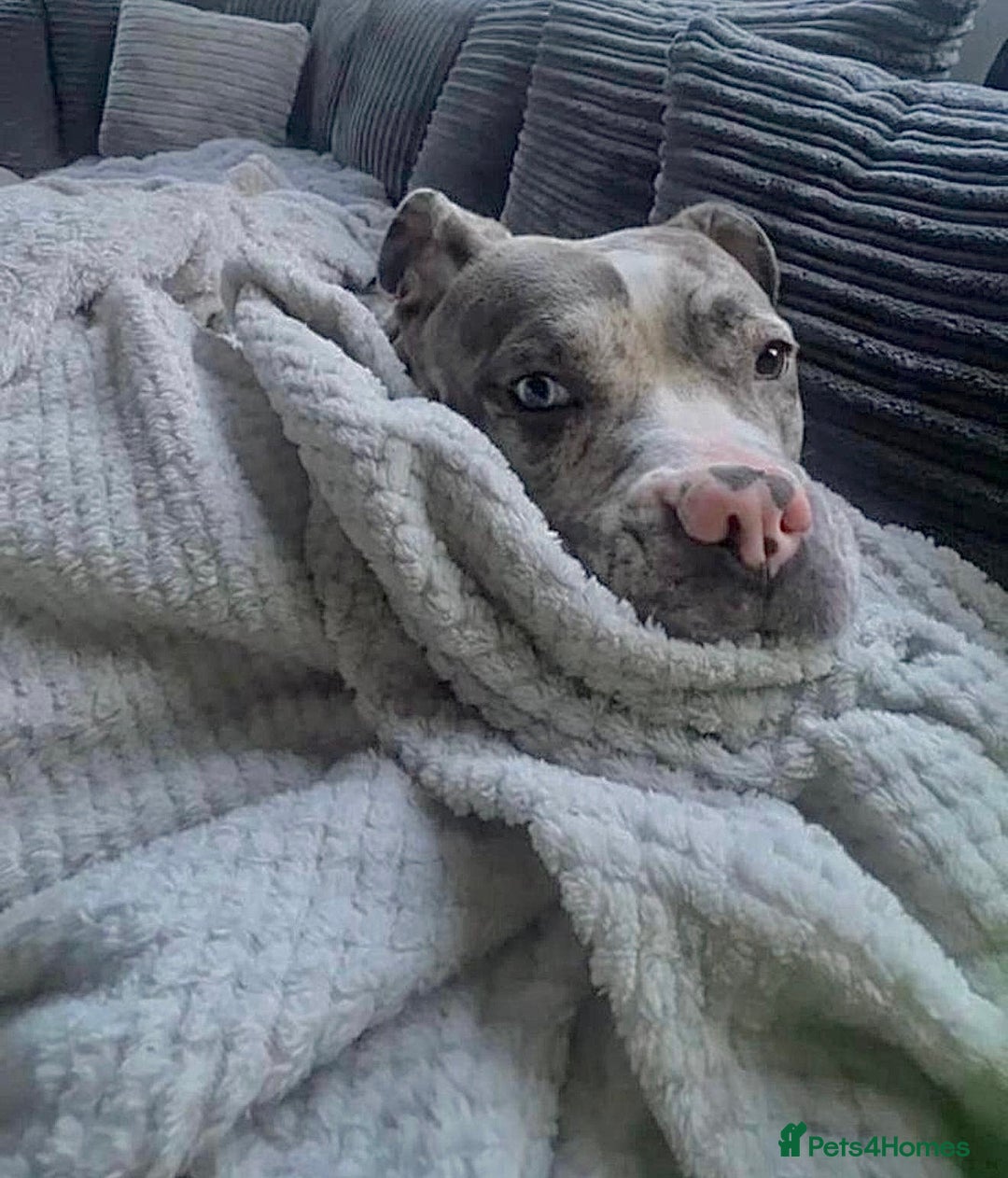 Alapaha Blue Blood Bulldog dogs for sale: Blue Merle with one blue and one green eye Female - Advert 11