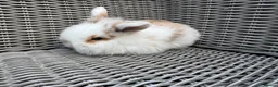 Mini Lion Lop rabbits for sale: Mini lion lop female 8 weeks old  - Advert 4