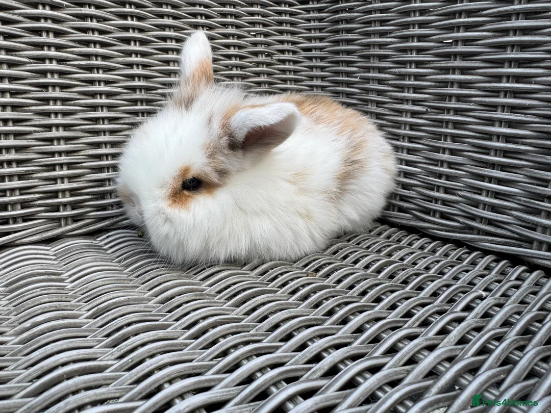 Mini Lion Lop rabbits for sale: Mini lion lop female 8 weeks old  - Advert 4