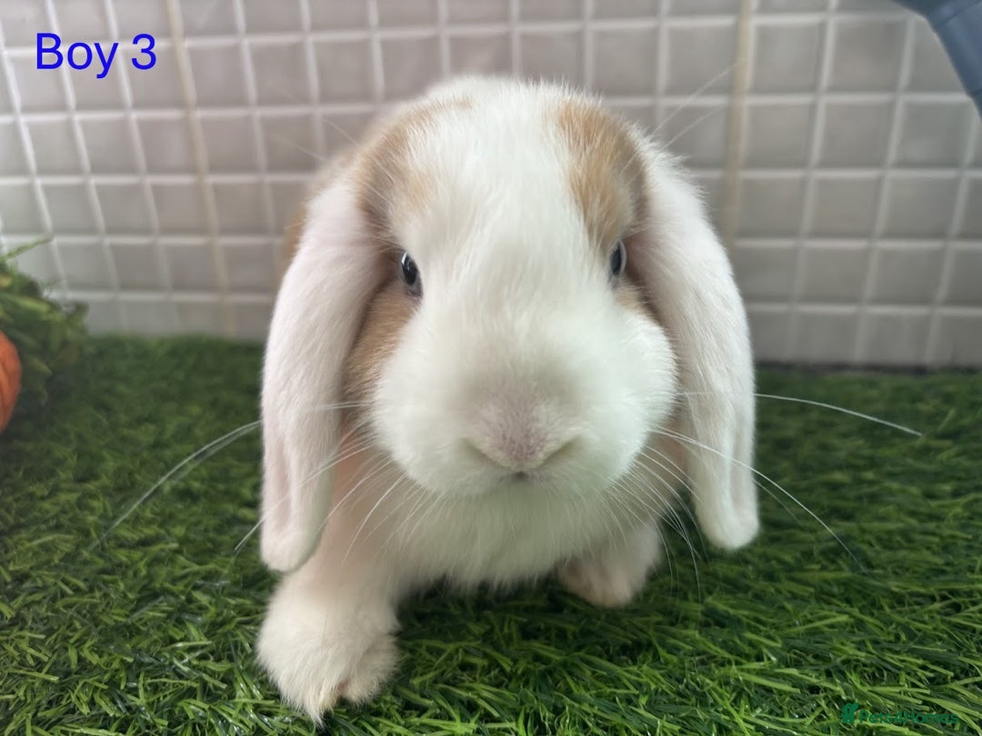 Mini Lop rabbits for sale: Mini lop baby bunnies - Ready now! - Image 11
