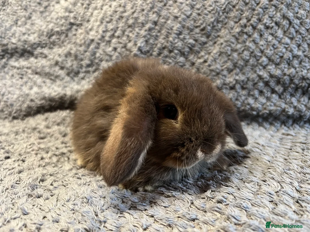 Mini Lop rabbits for sale: Mini Lops available from this weekend  - Advert 2