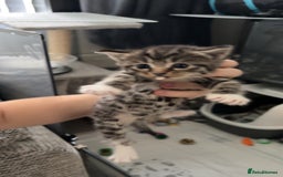 Domestic Shorthair cats for sale: DSH Beautiful Female Kitten - Ready to Leave!  - Image 3