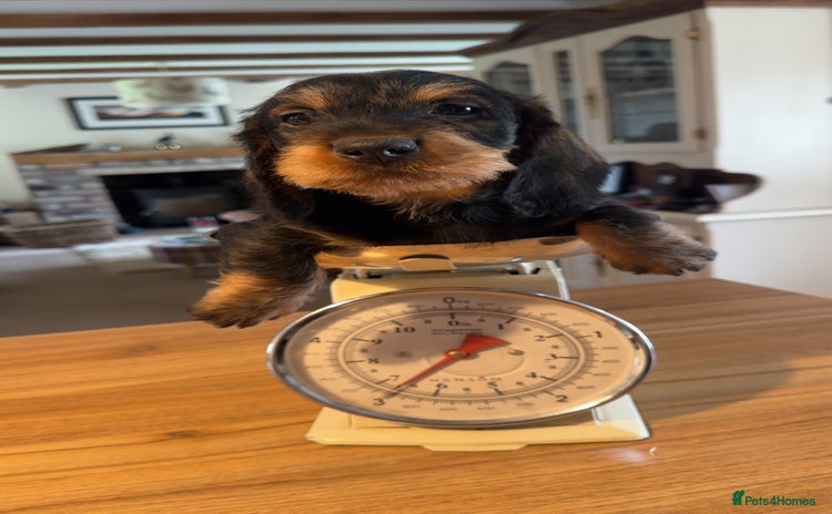Dachshund dogs - Advert 1