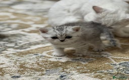 British Shorthair cats for sale: 2 TICA registered BSH kittens  - Image 10