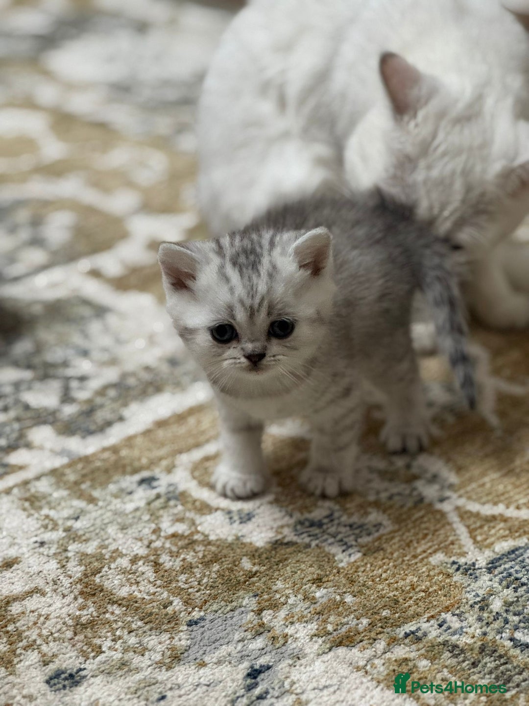 British Shorthair cats for sale: 2 TICA registered BSH kittens  - Image 10