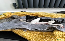 Italian Greyhound dogs for sale: Beautiful Italian greyhound puppies  - Image 10
