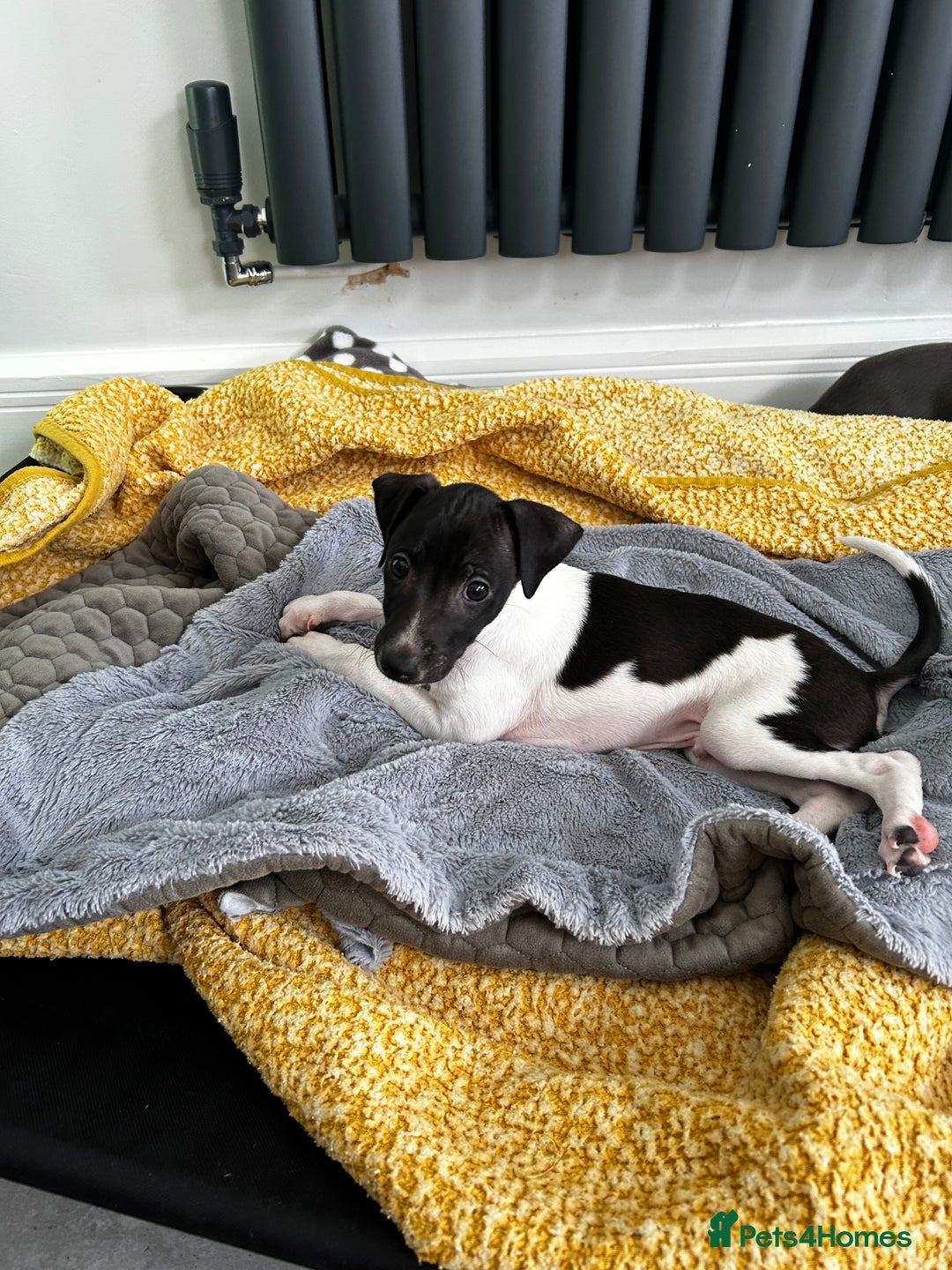 Italian Greyhound dogs for sale: Beautiful Italian greyhound puppies  - Image 10