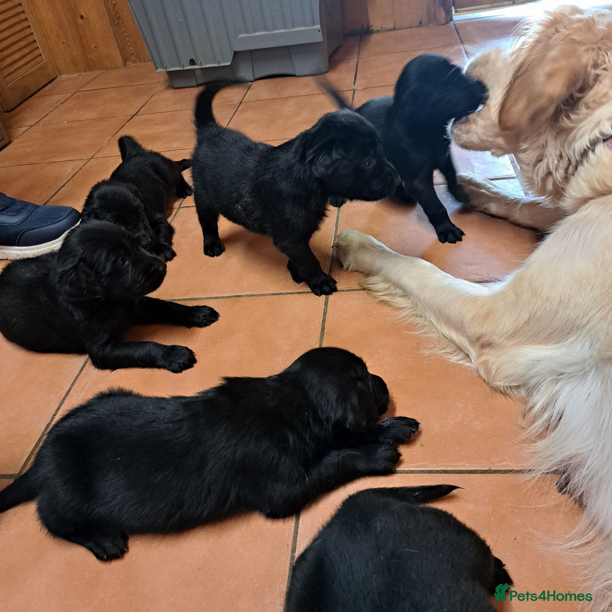 Flat coated Retriever dogs Beautiful flatcoat/goldie - Advert 5