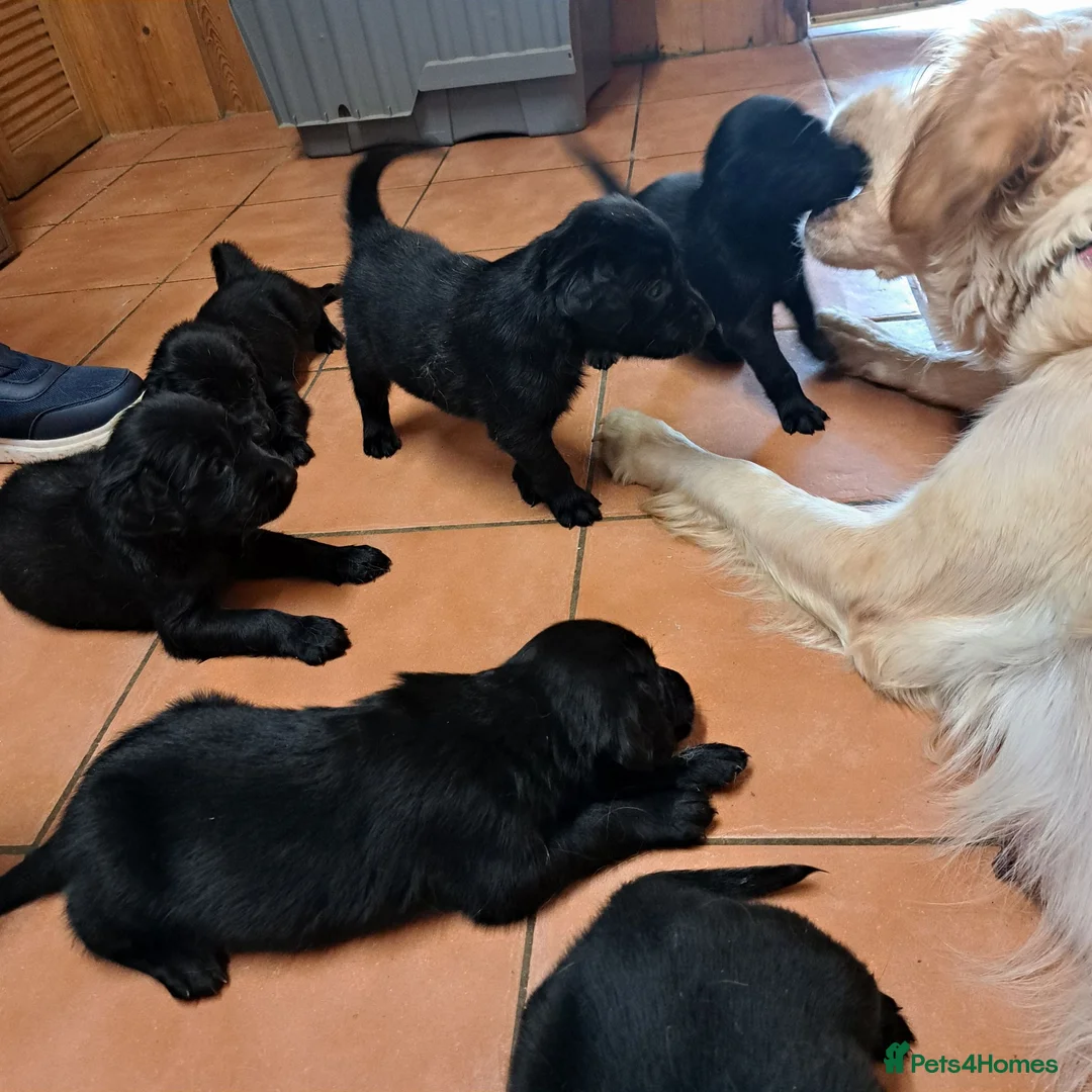 Flat coated Retriever dogs for sale: Beautiful flatcoat/goldie in Yeovil - Advert 1