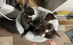 Mixed Breed cats for sale: Three energetic kittens: Noodle, Peanut and Daisy - Advert 8