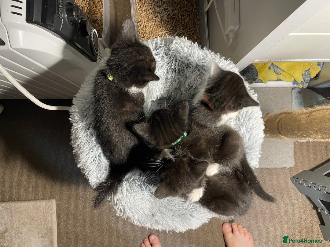 Mixed Breed cats for sale: Three energetic kittens: Noodle, Peanut and Daisy - Advert 8