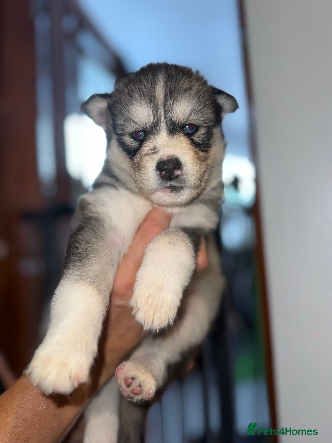 Blue Merle Australian Siberian Husky Aussie Mix Blue Merle Husky