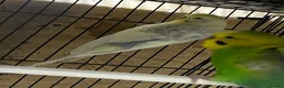 Budgerigars birds for sale: Pair of budgies  - Advert 3