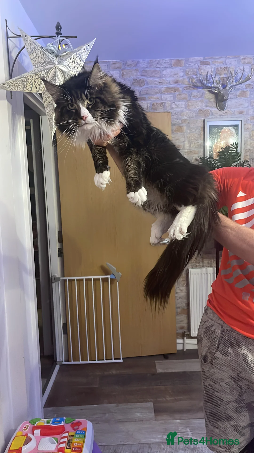 Maine Coon cats for sale: Maine coon - Advert 2