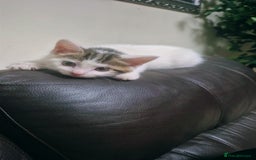 Mixed Breed cats for sale: British longhair mix Male kitten available  - Image 1