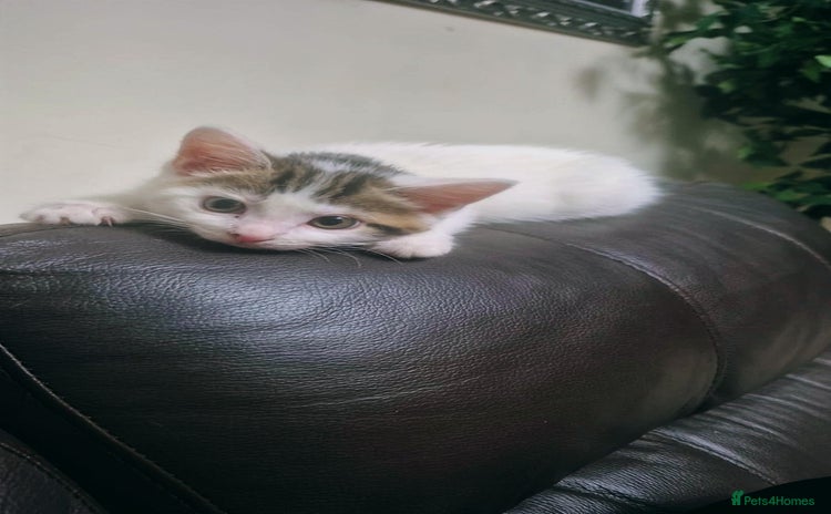 Mixed Breed cats - Advert 1