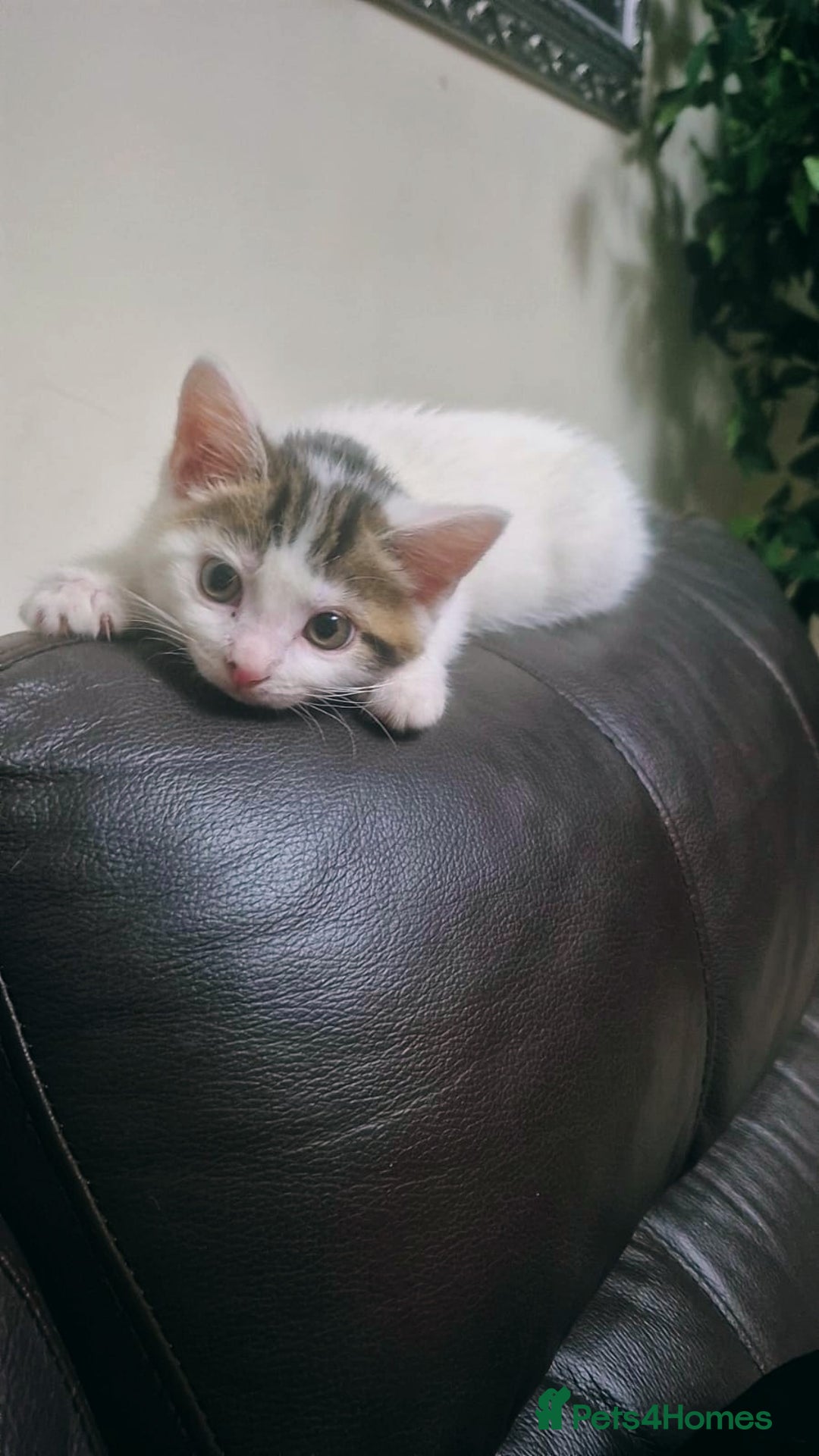 Mixed Breed cats for sale: British longhair mix Male kitten available  - Image 1