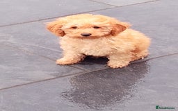 Miniature Poodle dogs for sale: ✨KC Top quality parents health tested pure breed ✨ - Image 5