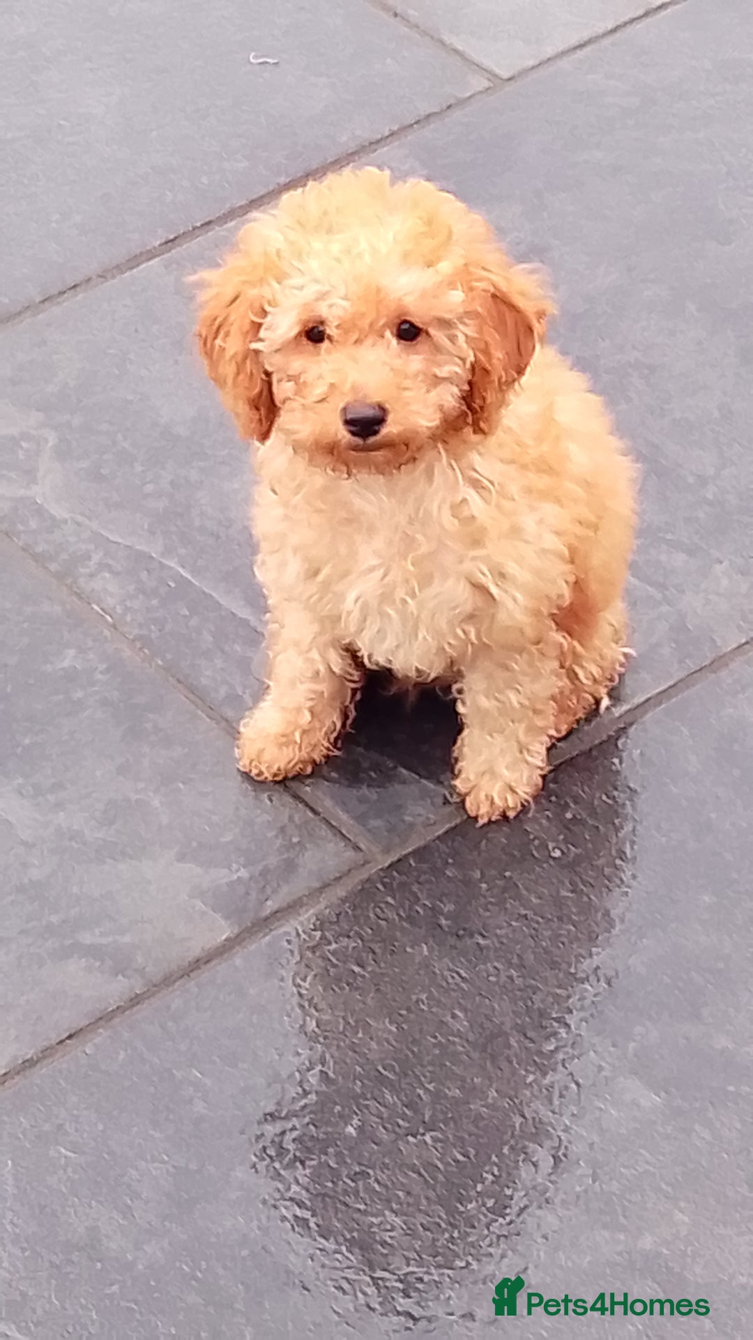 Miniature Poodle dogs for sale: ✨KC Top quality parents health tested pure breed ✨ - Image 5