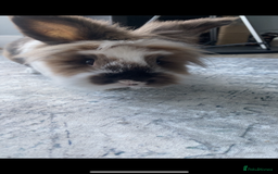 Lionhead rabbits for sale: 1 Male&1 Female lionhead rabbits available. - Image 4