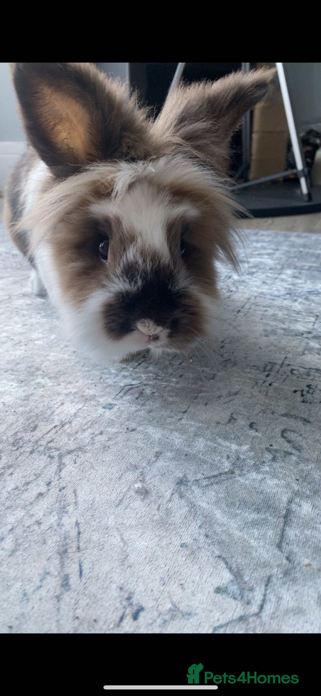 Lionhead rabbits for sale: 1 Male&1 Female lionhead rabbits available. - Image 4
