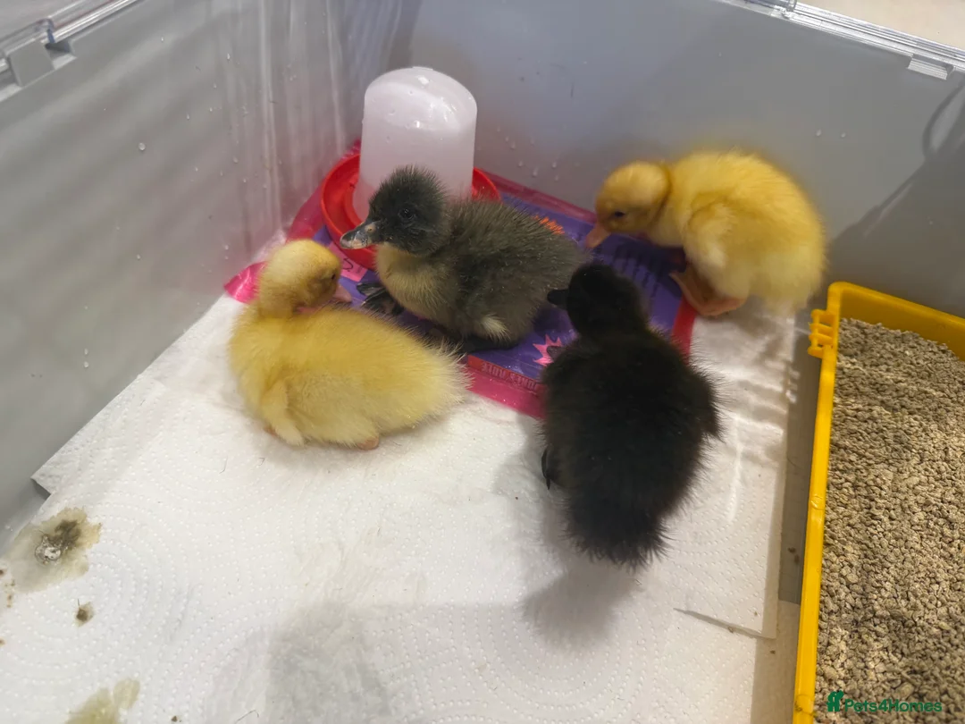 Ducks poultry for sale: Ducklings - Advert 1