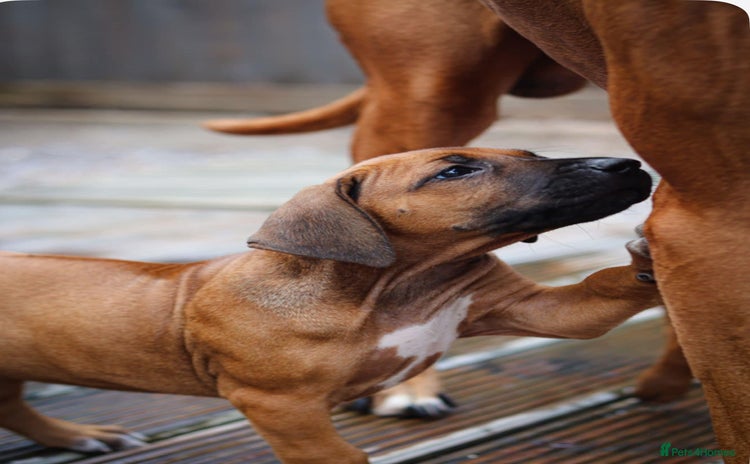 Rhodesian Ridgeback dogs - Advert 1